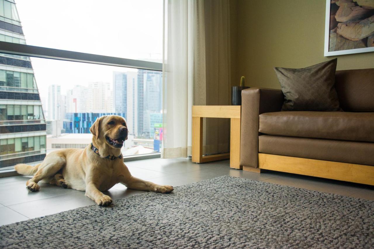 Stadia Suites Mexico City Santa Fe Luaran gambar A dog on a carpet